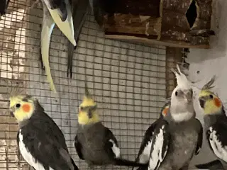 Nymfeparakitter 