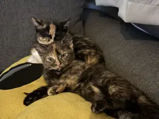 To smukke hunkatte søger et kærligt hjem 