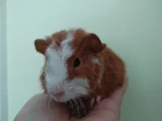Teddy hun unge