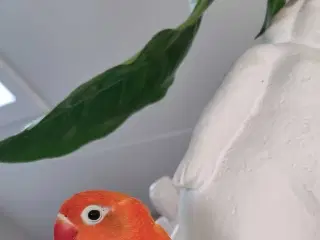 Rødhovedet dværgpapegøje gives bort 