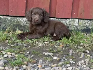 Én brun Cockapoo tæve tilbage 