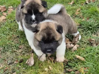 American Akita hundehvalpe 
