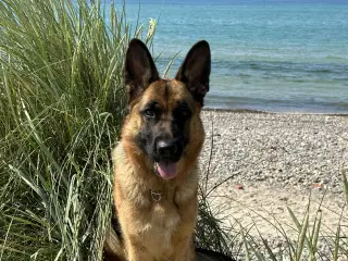 Schæferhund skøn tæve