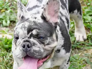 Fransk bulldog hvalp. NEDSAT!