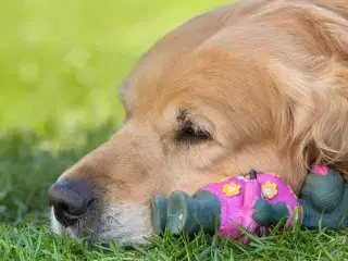 Søger golden retriver 