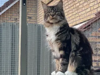 Mainecoon kat med stamtavle