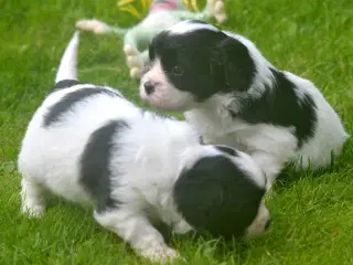 Cavalier/Phalene