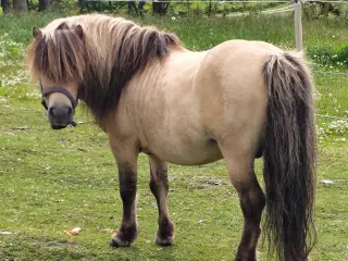 Bedækning hos sjælden farve hingst