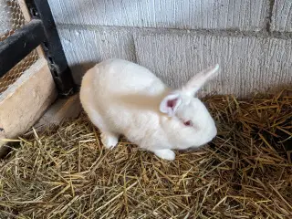 Søde hun kaniner