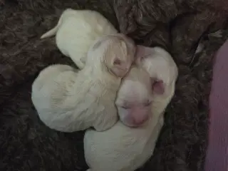 Coton de tulear hvalpe 