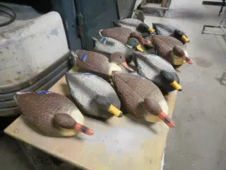 lokkeænder