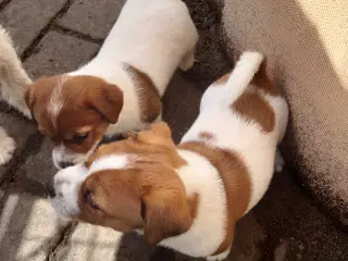 Jack Russell hvalpe (lav benet type)