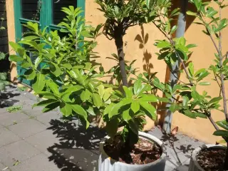 Plante