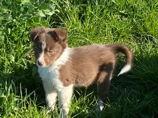 Border Collie