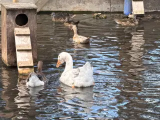 Hvid landgås