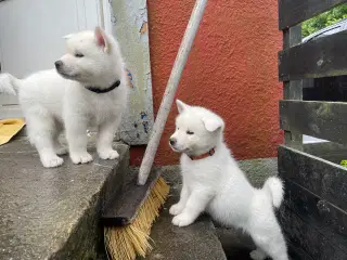 Hundehvalpe
