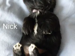 Bichon Havanis  Hvalp