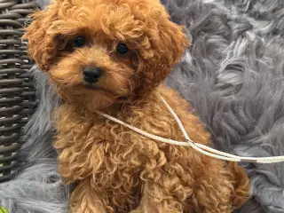 Maltipoo  få rejseklar 