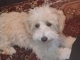 Maltipoo 