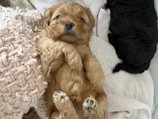 Shihpoo / shih tzu blandet med puddel 