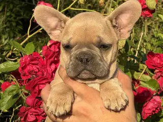 Franske bulldog hvalpe