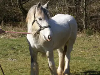 Irish Cob hoppeføl
