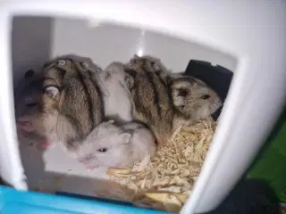 Hamsterunger født for en måned siden