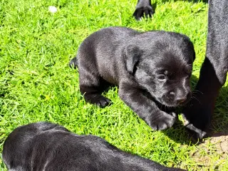 Labrador F1 hvalpe 