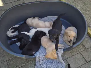 Labrador hvalpe 