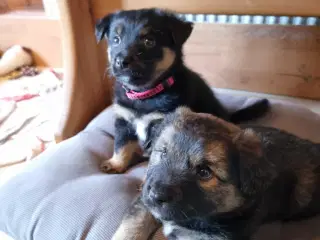 Islandskfårehund blandings hvalpe 