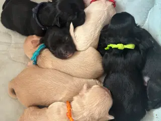 Lækker hundehvalpe 