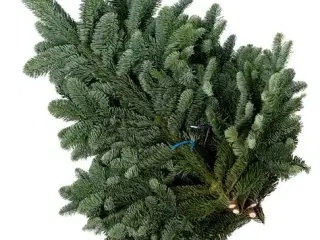 Granbundt ca 2 kg 15 kr. ( eller til æresport)