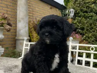Lhasa Doodle hvalpe