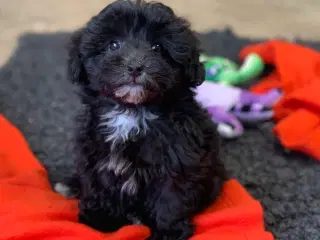 Mini Maltipoo babyer rejse klar nu !