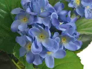 Kunstig hortensia-plante med potte 60 cm blå