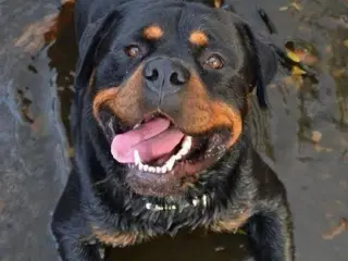 Rottweiler hvalpe sælges 