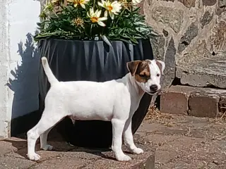 Jack russel terriere, hanhvalp.
