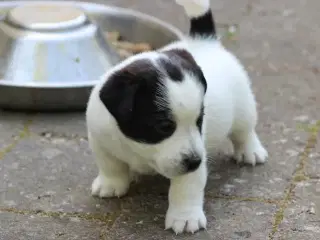 Jack russell terrier hvalpe 