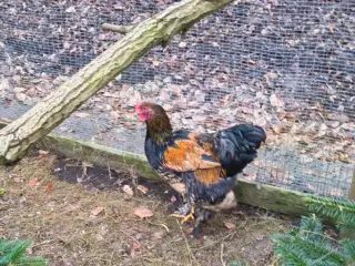 Barahma kokker 2 stk