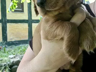 Cocker spaniel hvalp