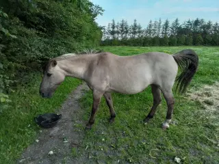 PONY 