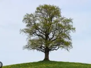 Jagt v. Faaborg udlejes