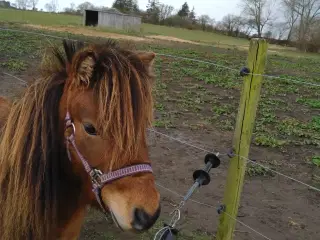 Miniature hingst