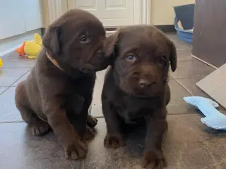 Brune labrador hvalpe 