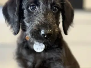 8 ugers Labradoodle tæve fra undersøgte forældre