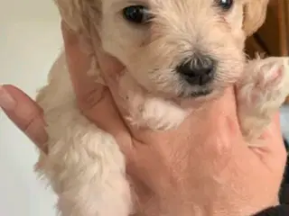 Maltipoo hvalpe 