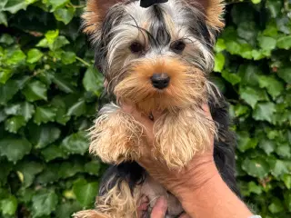 Yorkshire terrier hanhund