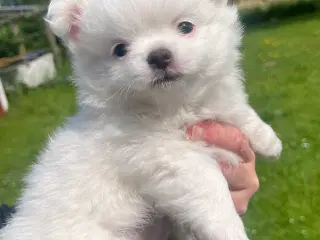 Chihuahua blandingshvalp