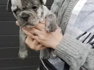 Fransk bulldog hvalpe, blå merle/plettet