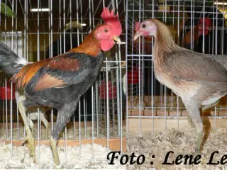 Moderne engelske dværg kamphøns